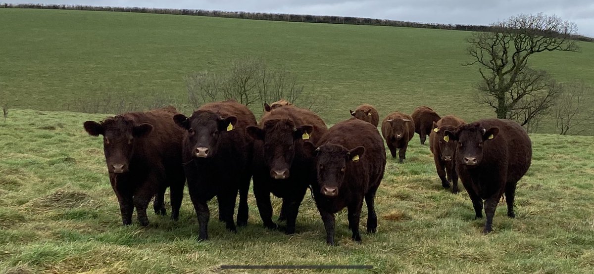 The #devon cattle have faired well so far outdoors this #winter supplemented only with hay/haylage . #organic #beef