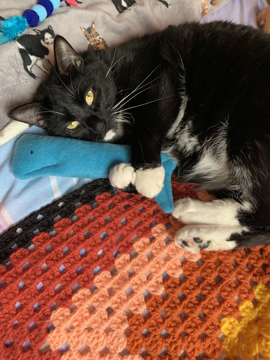 Good morning my beautiful gorgeous fluffy pals Flynn wishing you a wonderful funday Sunday hope you are doing well sending lots of love prayers for sick kitties dogs and hoomans prayers for Penny Maui Nirrti and Ukraine🙏look after each other love you lots 😻😻