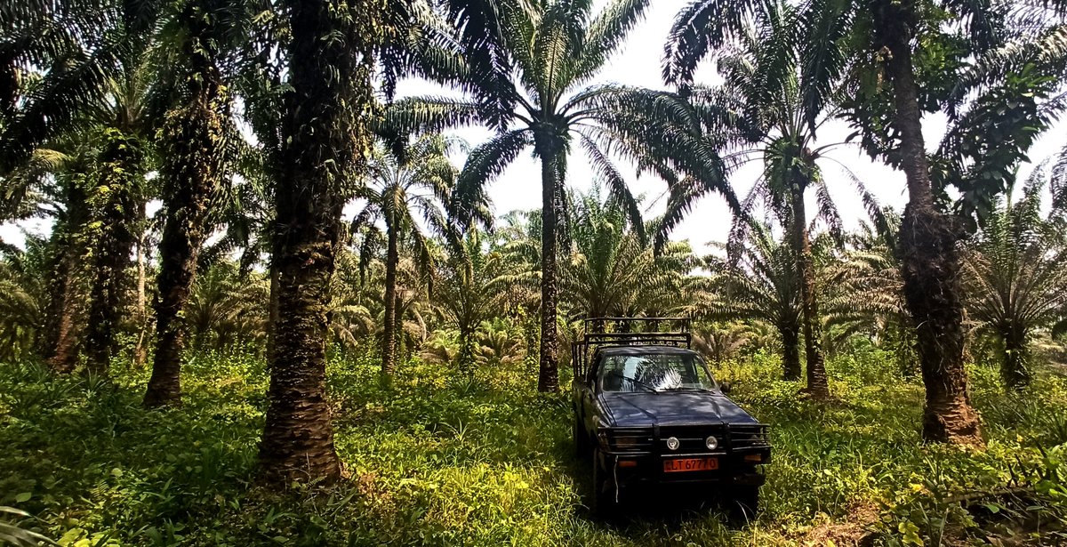 YannLorvo's tweet photo. Visite d'une exploitation de palmier à huile avec @FRauCameroun
@IFCameroun @AFD_France. Découverte d'un programme de soutien financier aux petits exploitants agricoles d' #Advans avec une garantie @Proparco : une aide sur mesure qui permet un développement rapide des activités https://t.co/cNsgXpdXkU