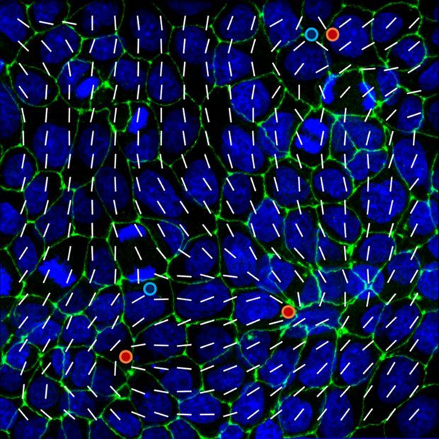epithelial mechanics fan club tweet media