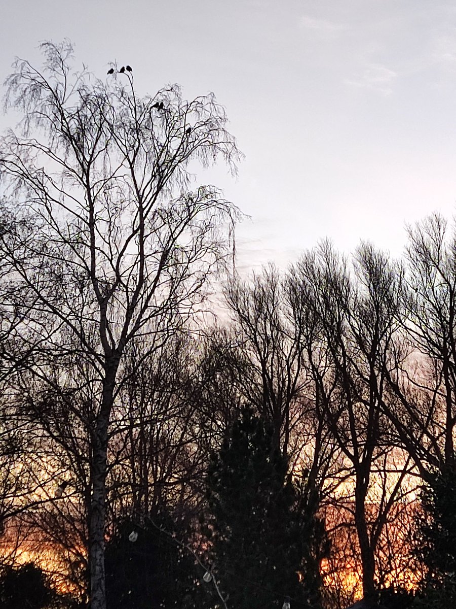 Trish582's tweet image. #GoodMorningTwitterWorld, today is the last chance to count birds in the garden #BirdsSeenIn2024💚🐦‍⬛. Enjoy your day and #StaySafeStayWarm☕🙋🏼