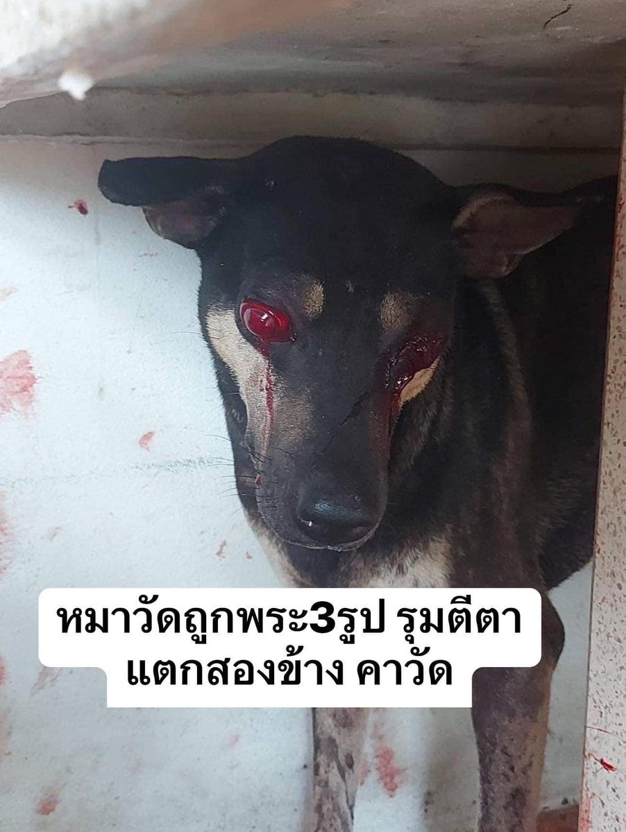 TifFaNy_9member's tweet photo. ขอความกรุณาช่วยๆกันแชร์หน่อยนะคะ 🙏🙏🙏
หมาถูกพระสามรูปรุมกันตีจนตาแตก ทางwdt กับสมาคมสื่อมวลชนนครศรีธรรมราช เข้าช่วยประสานผมรับเคส 
รักษาที่ ลิกอร์ เพ็ทเลิฟลี่ รักษาสัตว์ @ นครศรีธรรมราช

ช่องทางการช่วยเหลือ
ศักดิ์ระพี ปฐมทศพร
0048668917 กสิกร
0917320733 พร้อมเพย์ https://t.co/0dwAZY0aVb