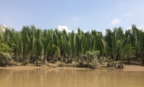 New study uncovers surprising carbon wealth in Myanmar's mangrove forests
fao.org/redd/news/deta…
In a recent study published in the International Forestry Review, researchers from the Food and Agriculture Organization of the United Nations (FAO) and the Forest Research Institute
