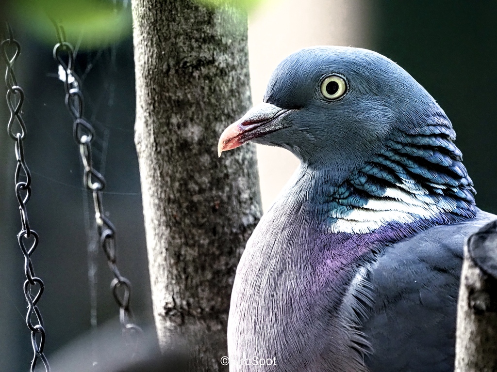 Spotlight on the beautiful wood pigeon during the Big Garden BirdWatch! 🕊️🌟 

Enhanced with our 'Pigeons and Doves' BirdPack preset, their hidden colours truly shine. 

#biggardenbirdwatch #rspb_love_nature #rspb