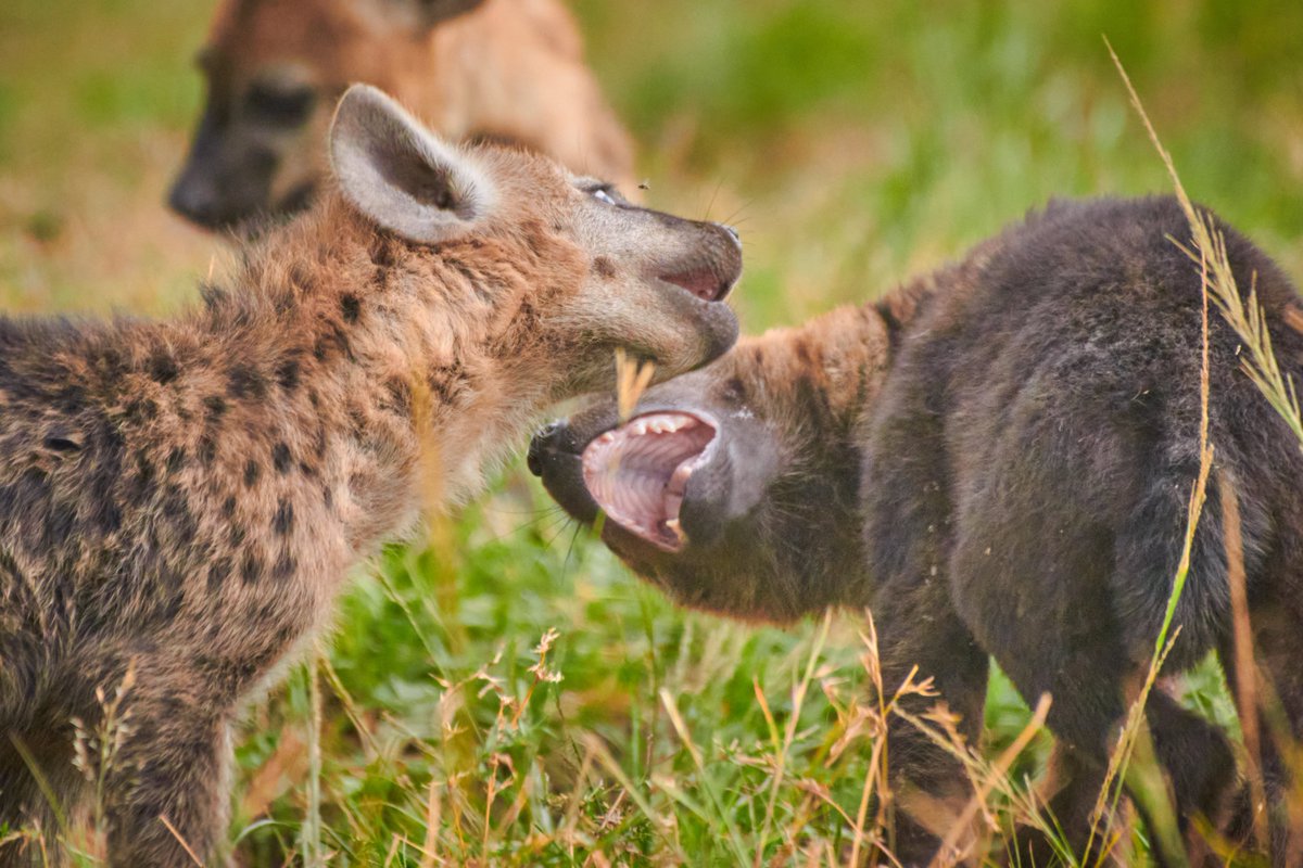 Game of Siblings | Spotted Hyena | Masai Mara | Kenya
#spottedhyena #hyenas #natgeoplanet #animalsofafrica #hyena #masaimara #bownaankamal #discoveringkenya