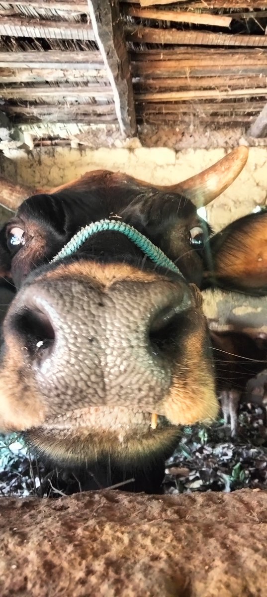 Gowthambh's tweet photo. When you accidentally open the front camera : 

#ಅಜ್ಜಿಲ್ಲ್_Diaries #Giddi🐮 https://t.co/rZRBELlfWc