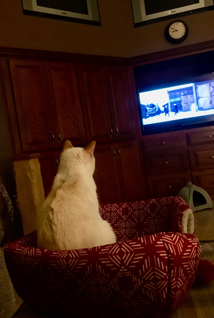 My heart melts watching my sweet little #rescuekitty Angeline mesmerized by the TV. She's the cutest little movie critique ever. ❤️🐈 
 #rescuecatsoftwitter #catlover #cattherapy