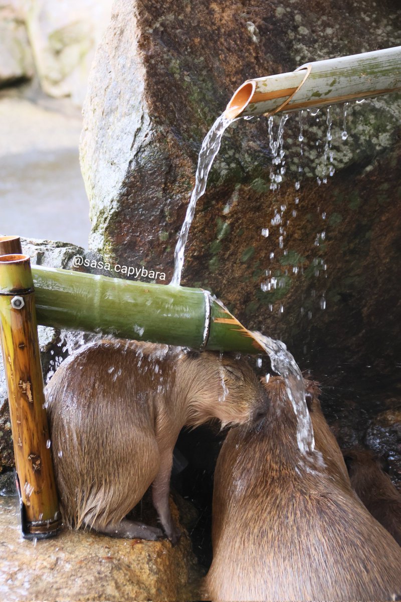 ゔっ… #カピバラ #姫セン #ししおどし