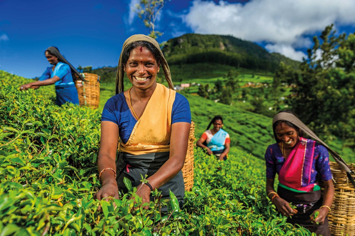 VJulesVerne's tweet photo. Sri Lanka is back! "For first-timers, or those nervous to travel independently in the region, the escorted tour master Jules Verne has an 11-night small-group escorted Splendours of Sri Lanka." Read more about it in @thetimes https://t.co/RYQ4r09YQC #srilanka #escortedtour https://t.co/P0ctMI0SfV