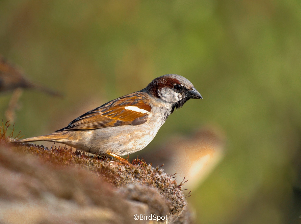 With their lively chirping and social flocks, house sparrows bring both delight and a bit of drama, especially when a sparrowhawk drops by! 

But did you know house sparrows are on the Red List for birds in the UK. 

#biggardenbirdwatch #rspb_love_nature #rspb