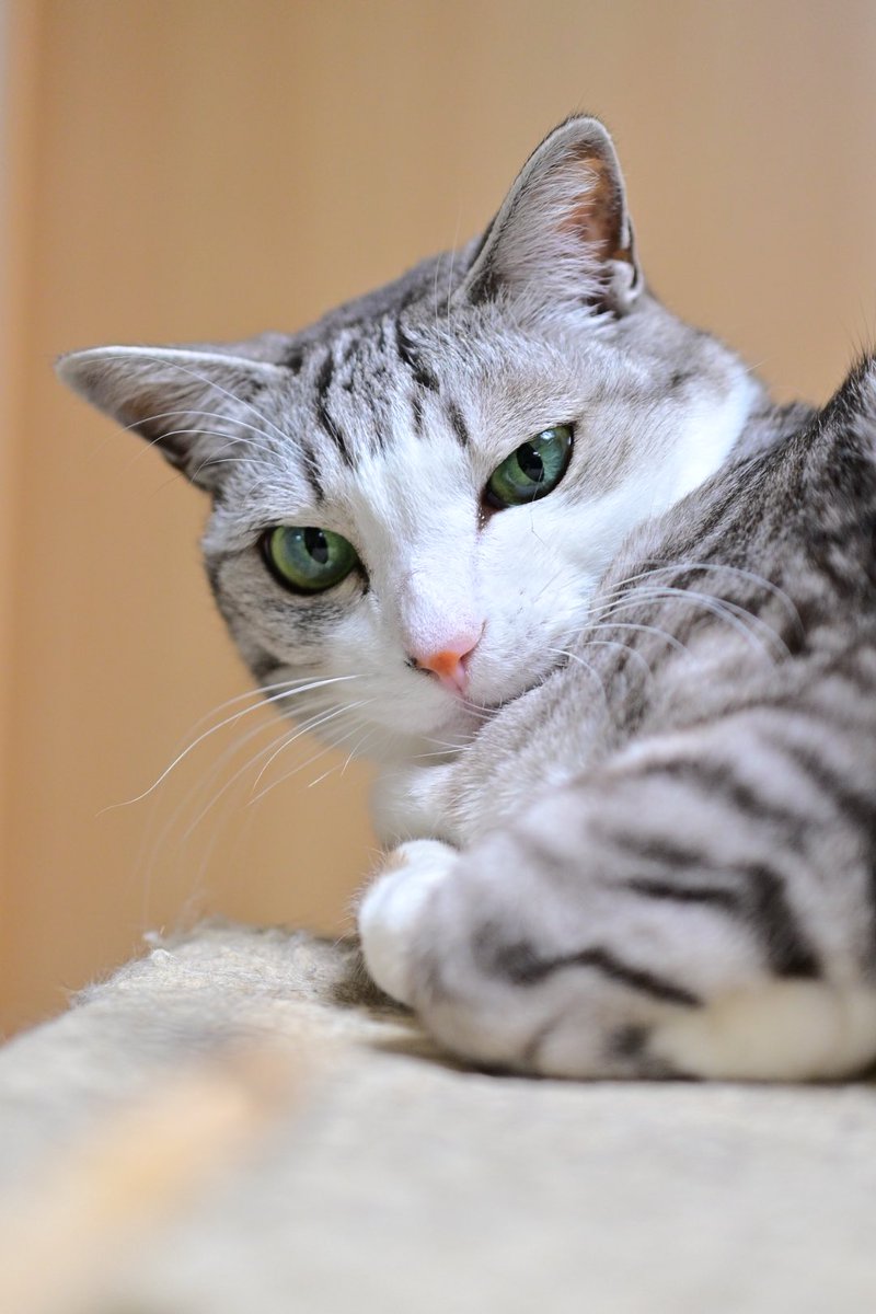 にんじゃ tweet media