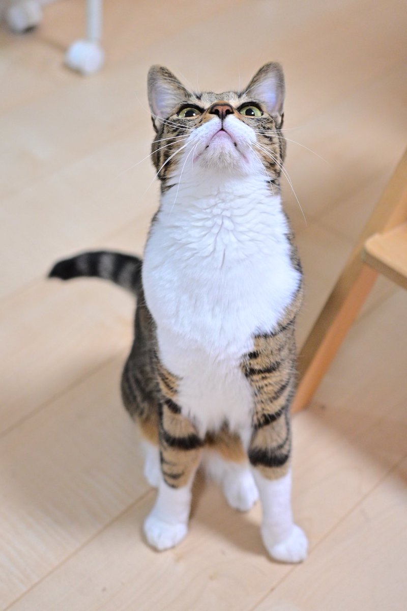 にんじゃ tweet media