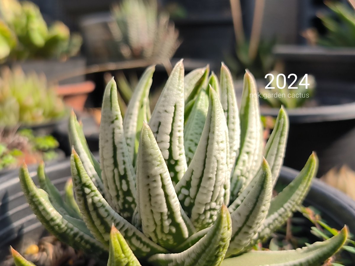 CactusNok's tweet photo. Pumila Star emperor🪴
4 ปี ขาวขึ้นเยอะเลย🥰
ขาวๆพี่ชอบ 🤣🤣
#Cactus #cacti
#succulent
#กระบองเพชร #แคคตัส
#ไม้อวบน้ำ
#คัลแลน #BamBam 
#ของดีบอกต่อ #ของมันต้องมี 
#แต่งบ้านมินิมอล
#ของแต่งโต๊ะ
#แต่งห้อง https://t.co/VJiySLXzVu