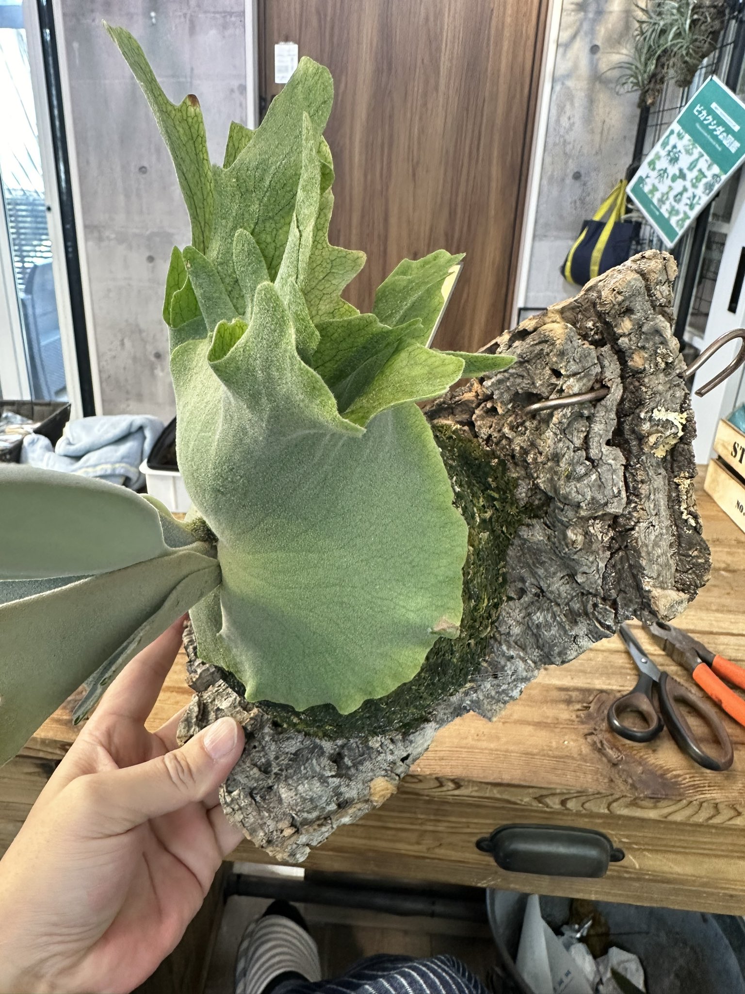 ビカクシダ コットンクラウド(P. willinckii cotton cloud ビカクシダ コットンクラウド(P. willinckii cotton cloud