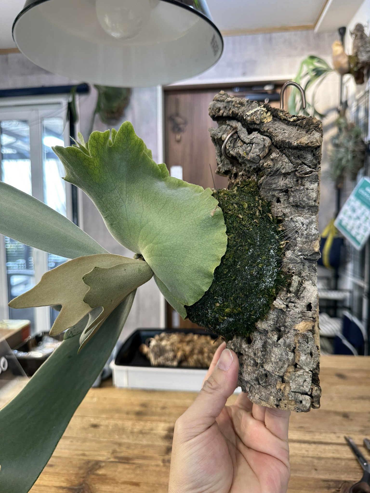 ROSSO PLANTS 【ビカクシダ専門店】 on X: ROSSO PLANTS 【ビカクシダ専門店】 on X: