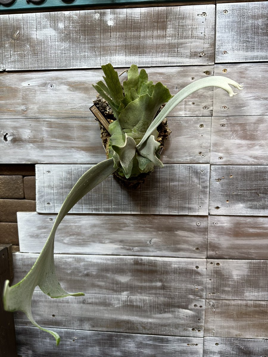 ROSSO PLANTS 【ビカクシダ専門店】 on X: 