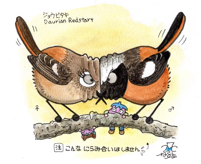 今日はジョウビタキのオスとメスが激しいバトルをやってました。 