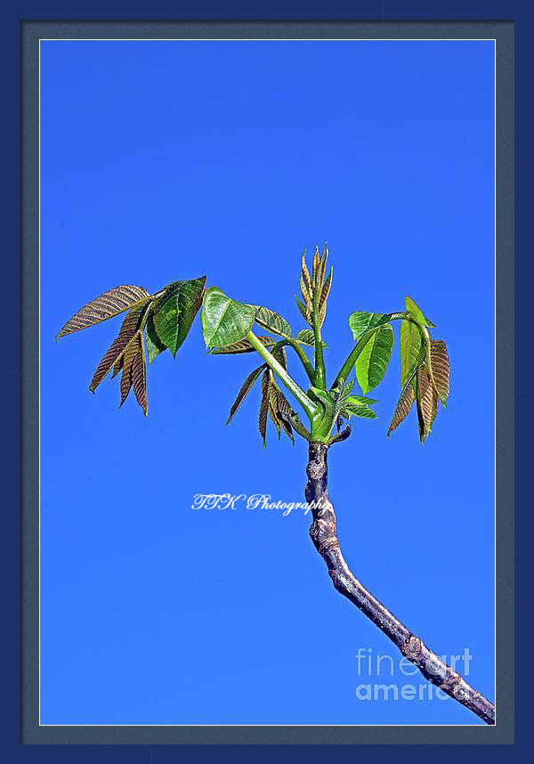 realTiborTK's tweet image. #Sprouting #walnut #twig on #clear #blue #sky background in #closeup view. Prints and featuring products available with #seasonal #discounts. Follow the link: tibortivadar-kui.pixels.com/featured/sprou…