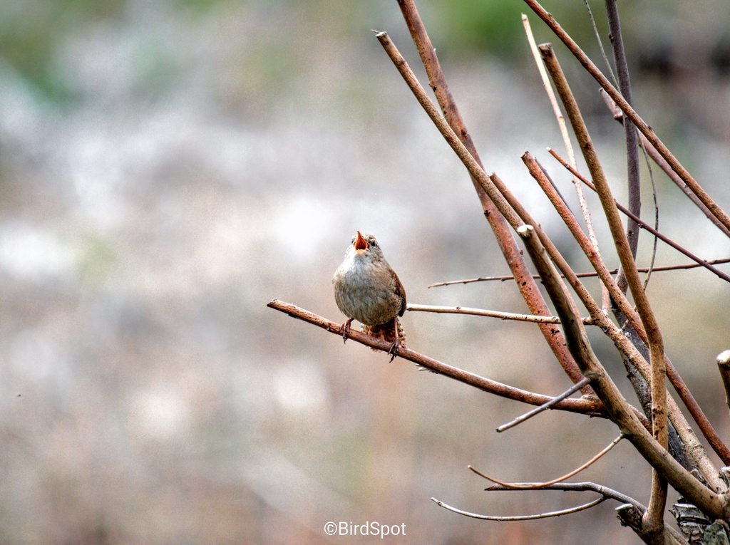 "Good morning!"

Enhanced with our 'Wrens' BirdPack preset, it's a Big Garden Birdwatch star. 🐦 

Fun facts: wrens have wingbeats of 740/min, over 50 song types, and drop body temp at night for energy. 

Status: Least Concern

#BirdGardenBirdwatch