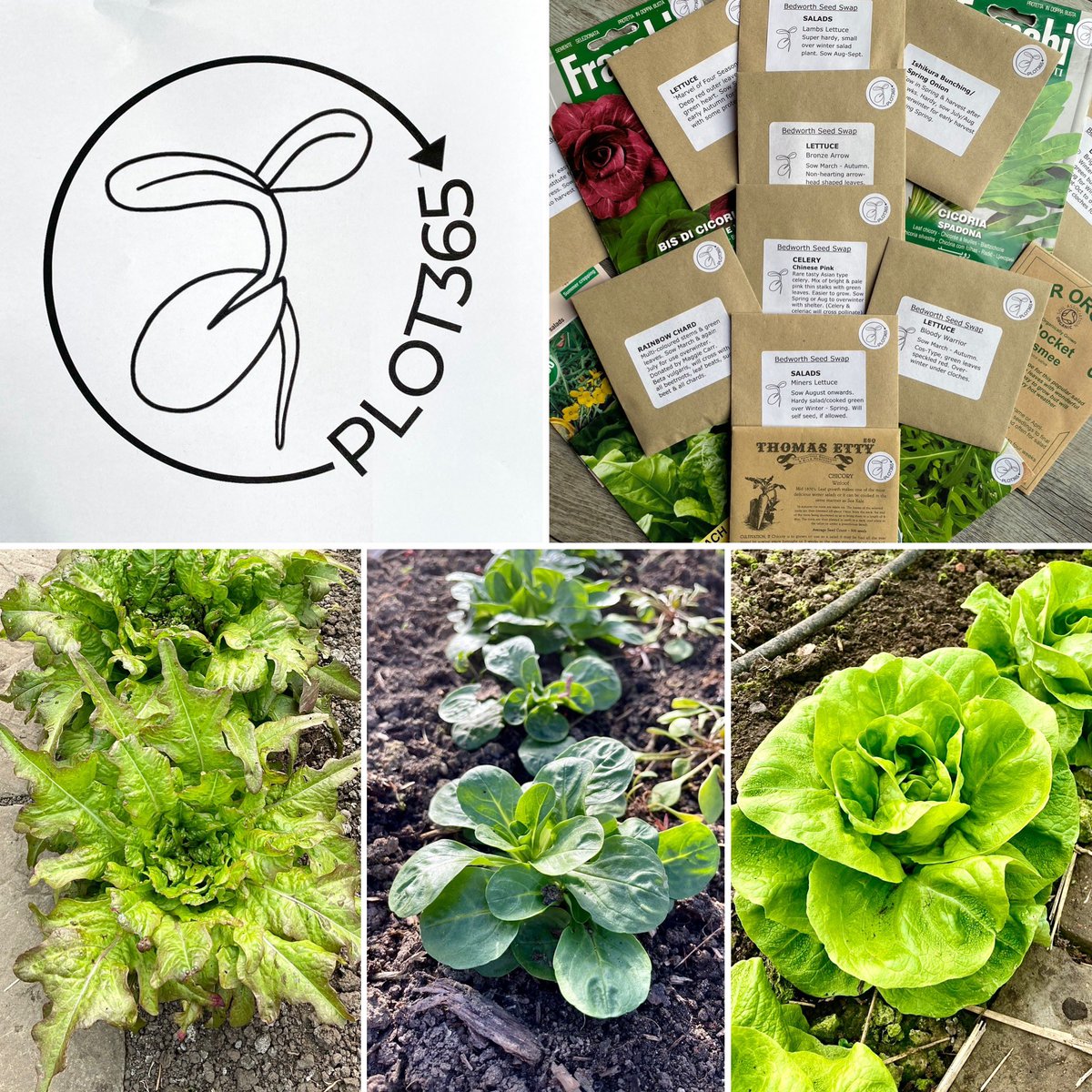 We’re launching ‘PLOT365’ to raise #awareness of plant #varieties that will keep your #patch productive all year round. Seed packs will feature our unique #PLOT365 #logo sticker to help. Look out for our features on PLOT365 #crops on our social media platforms this coming year!