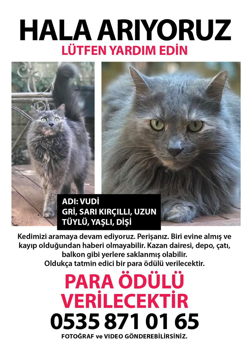 Cihangir’deki apartmanlar için yaptığım yeni ilan. Kedim ya öldü ya da biri habersiz evine aldı. RT eder misiniz?