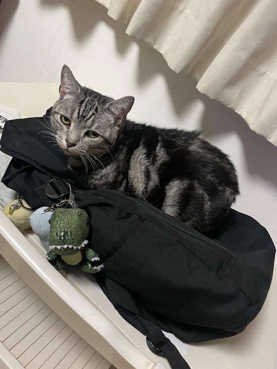 A201202's tweet photo. お久しぶりの僕🐈‍⬛ https://t.co/lD3pTEFUS9