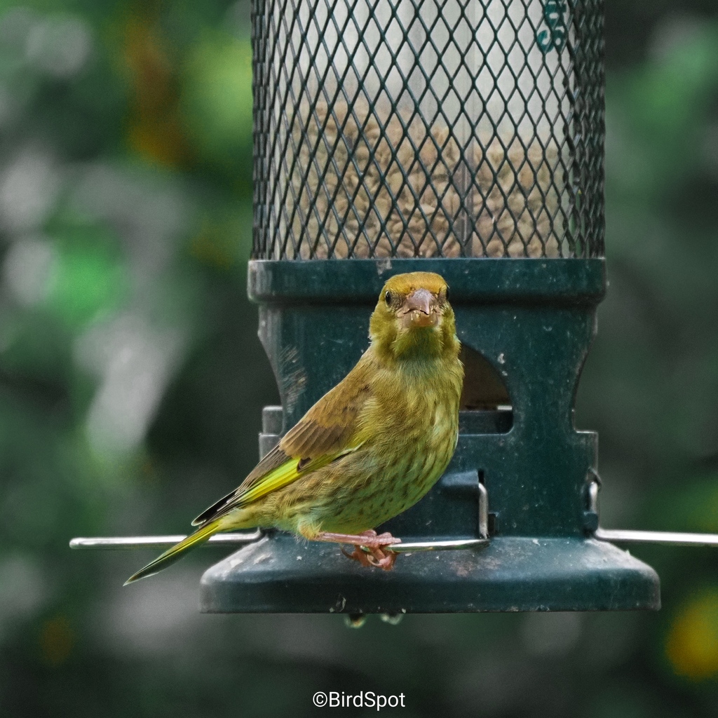 One of the most vibrant green finches we've ever seen in our garden, its feathers popping with colour thanks to our 'Finches' Bird Pack preset.

During this morning's Big Garden Birdwatch, we're expecting to see at least half a dozen of these beauties. 

#biggardenbidwatch #rspb