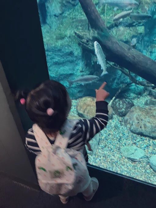 本日は半日ワンオペ。娘とデートしてきましたテッポウウオのモグモグタイムを初めて見られてよかったです! 
