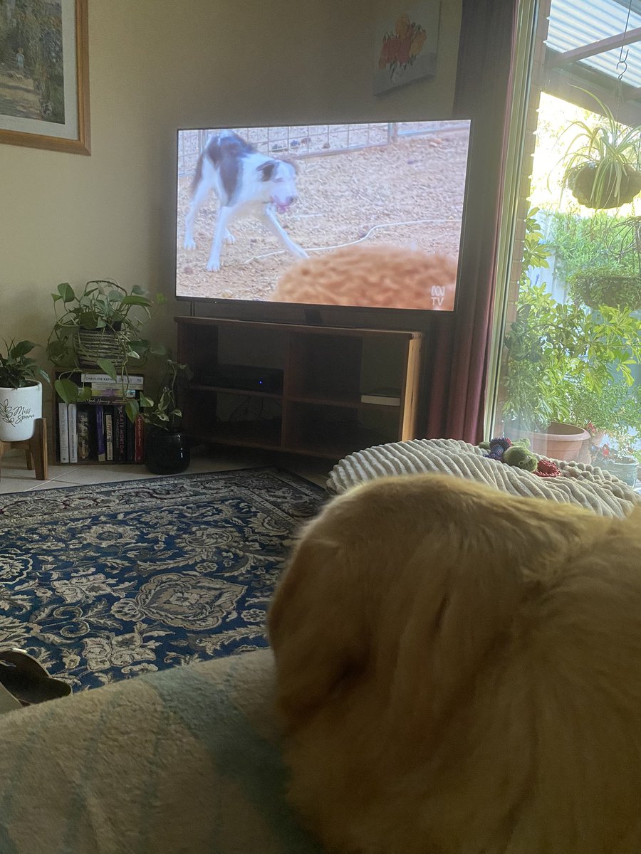 lisasshoes's tweet image. Murphy is loving  #MusterDogs again.  Another great episode.