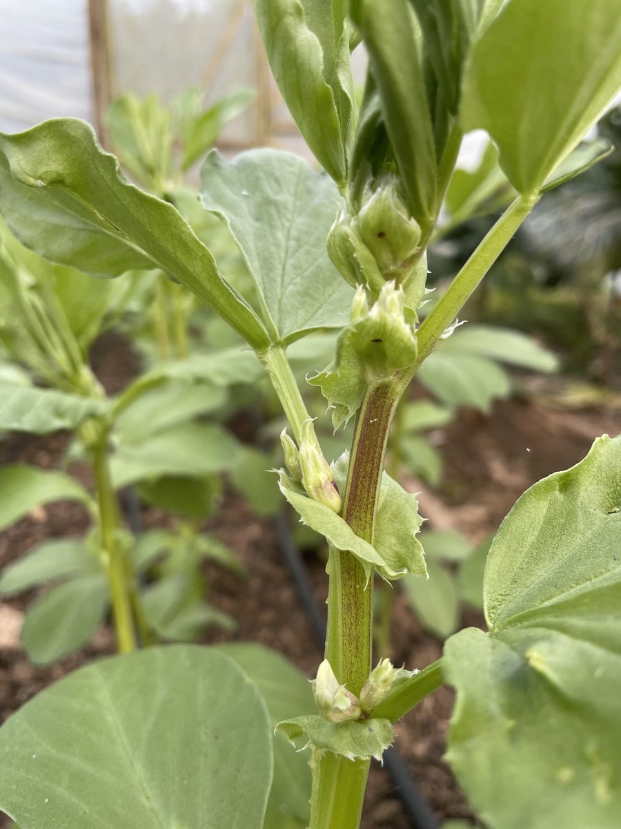 A vision of hope and deliciousness to come. The first flowers emerging from my Burmese broad bean and it’s still only January. The earliest one I grow from seed that was being thrown away by a seller in Hsipaw. Now safe in my garden