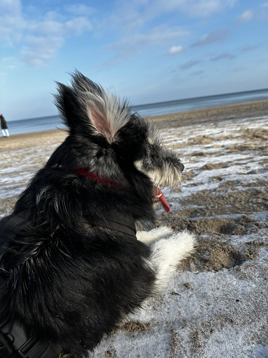 #twitterrudel #lovemydog #mojito