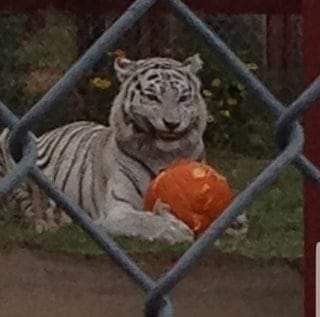 𝐾͟𝐼͟𝑀 (@k3gi__) on Twitter photo 