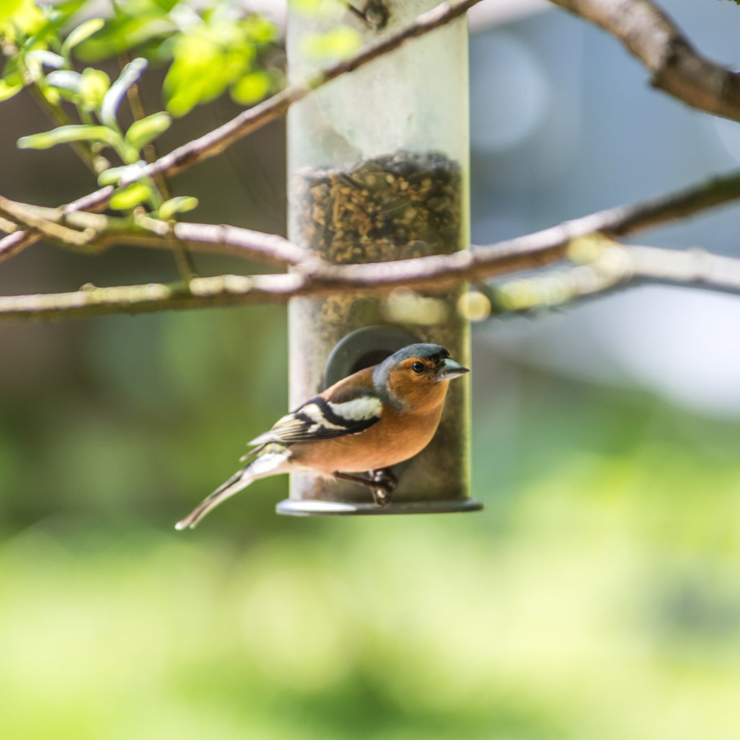 🐦 What can you feed wild birds? ❄️ Winter can be a difficult time for wildlife. Temperatures plummet and food becomes difficult to find. 👉 Find out how to support the birds that visit your garden: bit.ly/3DdYvI6 #BigGardenBirdwatch