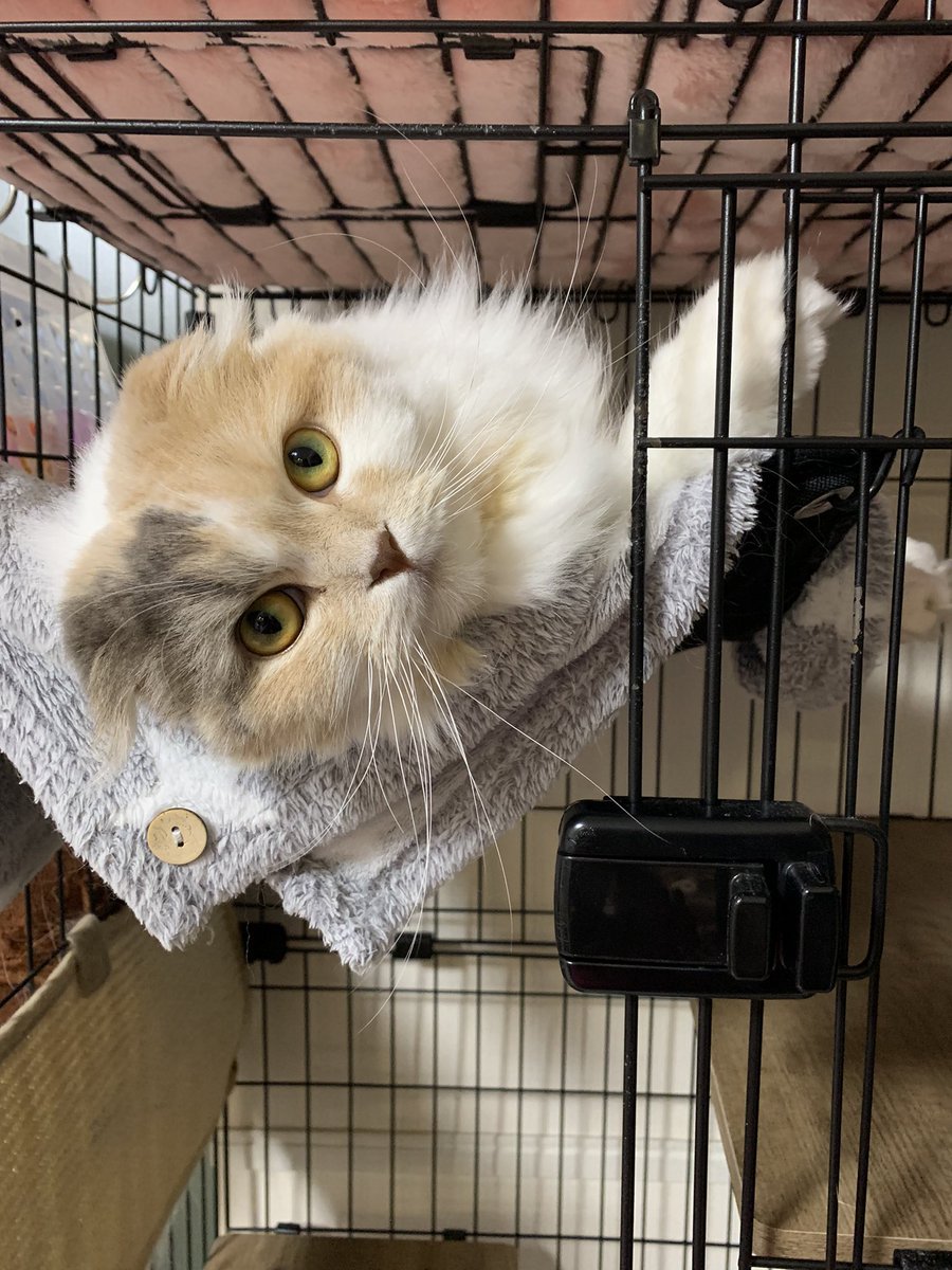 o7o5sweetie's tweet photo. おと様、今日は甘えん坊のようで、構ってーーって、ずっと言ってきます🥺
 #猫 #猫がいる幸せ  #猫がいる暮らし  #猫好きさんと繋がりがりたい  #スコティッシュフォールド https://t.co/gN8qTrmzy0