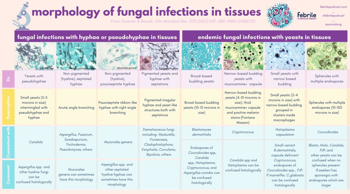 Another fantastic infographic from the Febrile Podcast and Sarah Dong - this one presents the morphology of fungal infections in tissues. You can find more fantastic infographics and listen to the podcast via the link 👇 @febrilepodcast @swinndong bit.ly/3lHJAQr