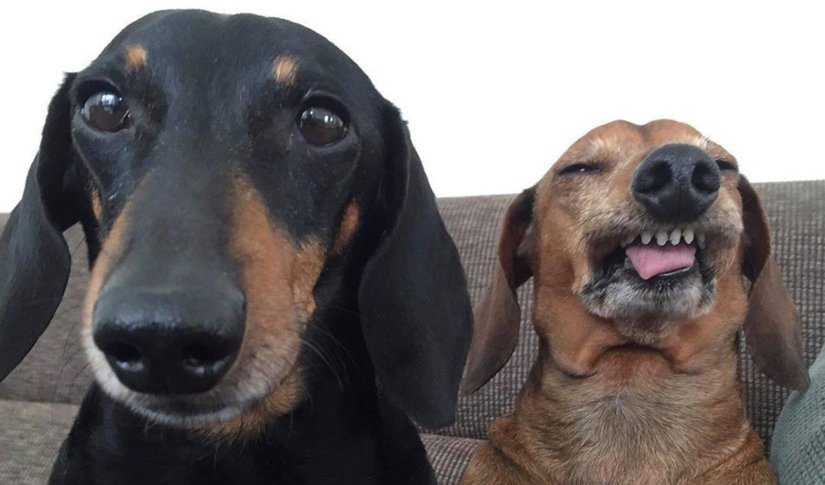 Salsichinhas tweet media