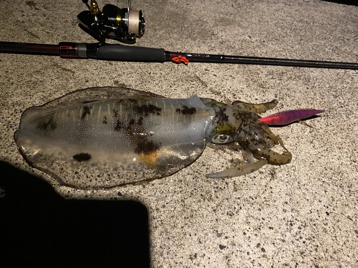 いいサイズ🦑🦑
＃ナイトエギング
＃夕闇散歩
＃エギ王Ｋ