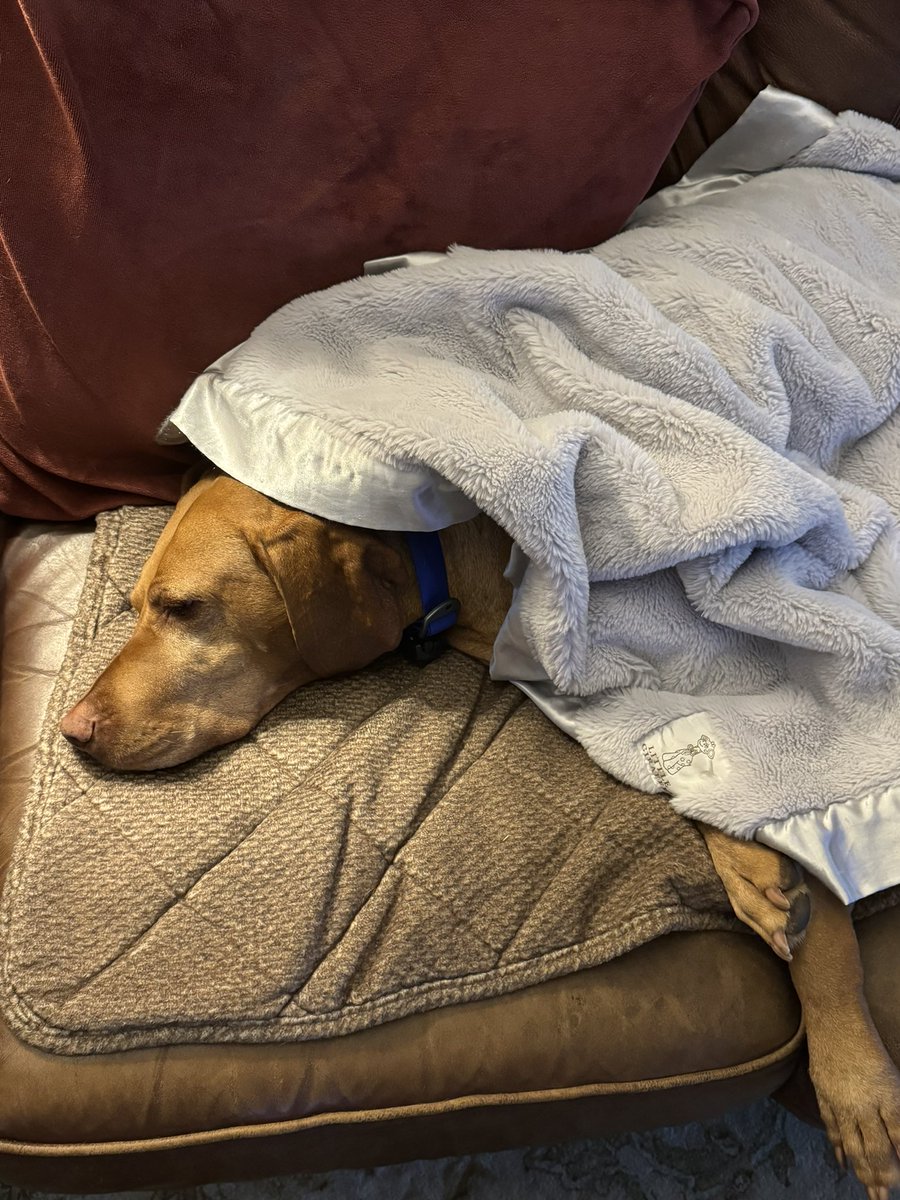 Helping with some early emails and proposal writing. She has excellent suggestions. #vizsla #morning