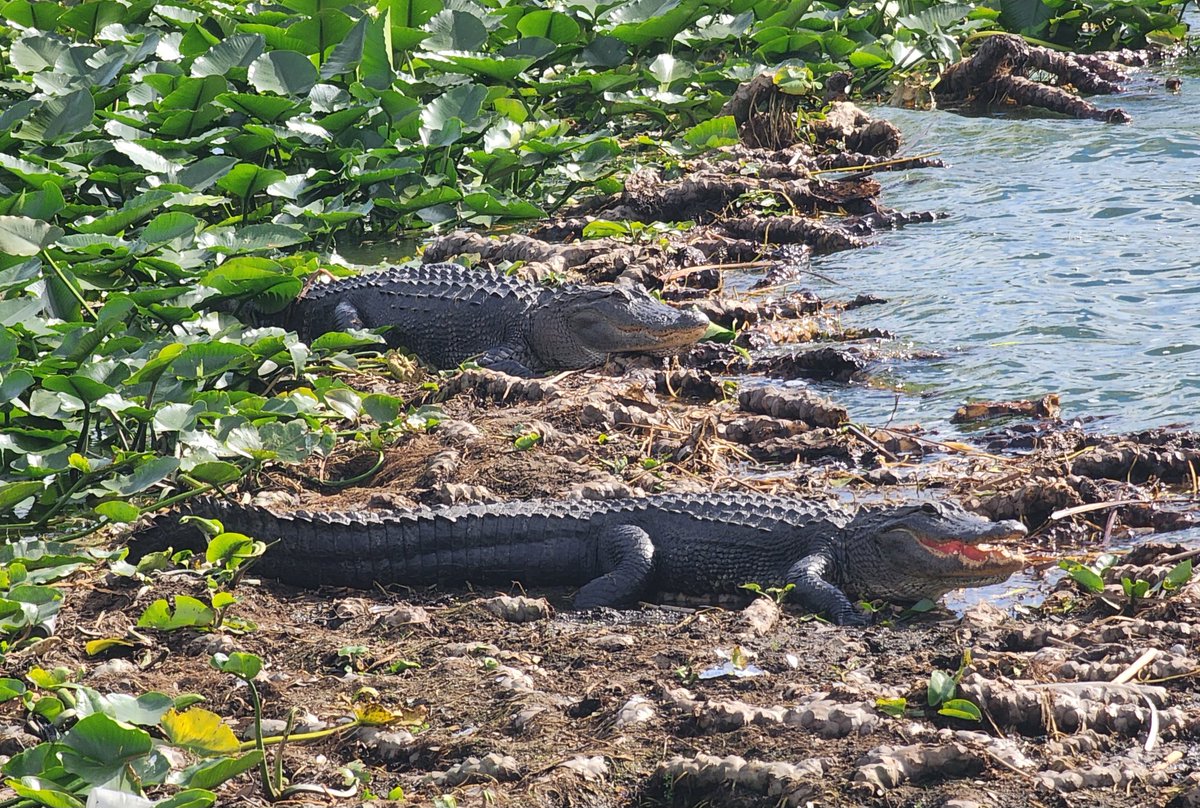 Saw these handsome fellows on my morning walk. 😊
#Florida #Gators