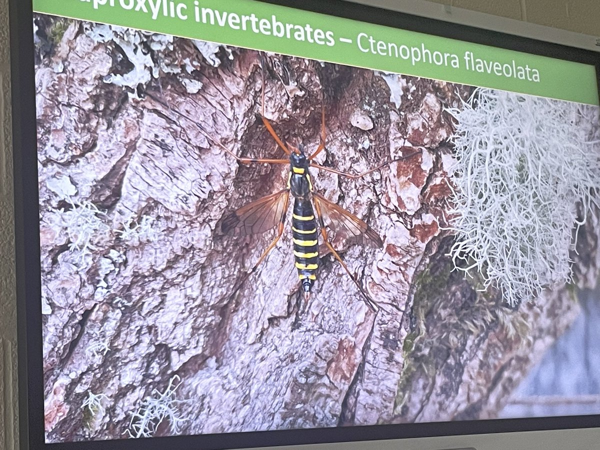 flygirlNHM's tweet photo. @Love_plants @SueTownsend3 One of the rare species being studied in Wales is Ctenophora flavolata. This charismatic species is striking as an adult BUT we have no clue about their larva
So much yet to learn about our wildlife @PrestonMontford #EntoDay @CRStipula @DipteristsForum https://t.co/G8pfm9uhXs
