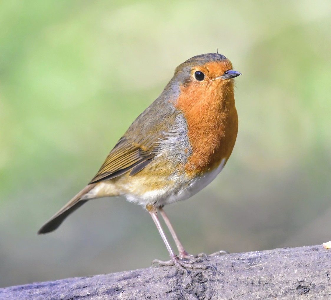 A Robin for #BigGardenBirdWatch