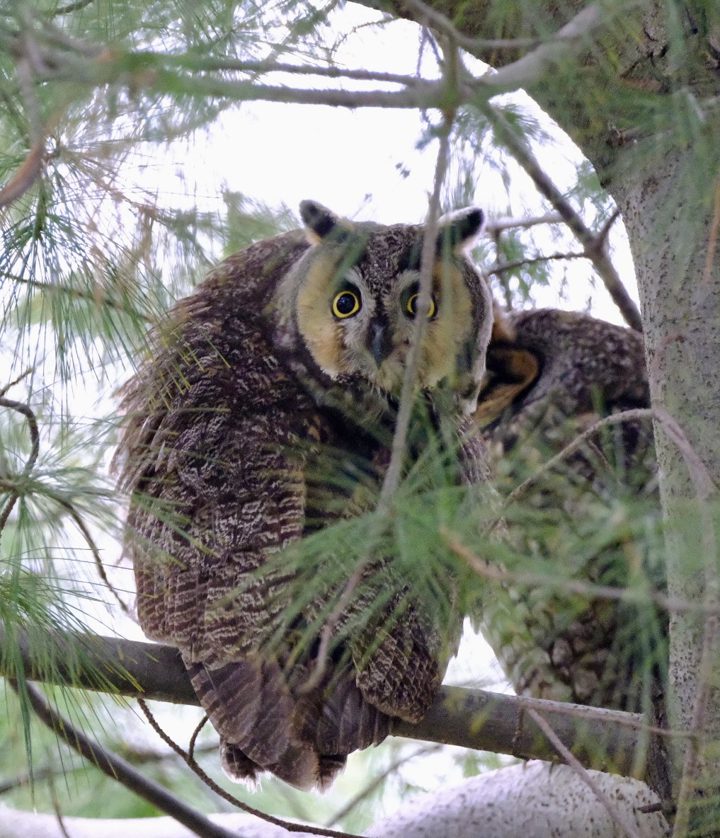 Great to spend time with the Long Eared Owl pair in Central Park yesterday #birdcp