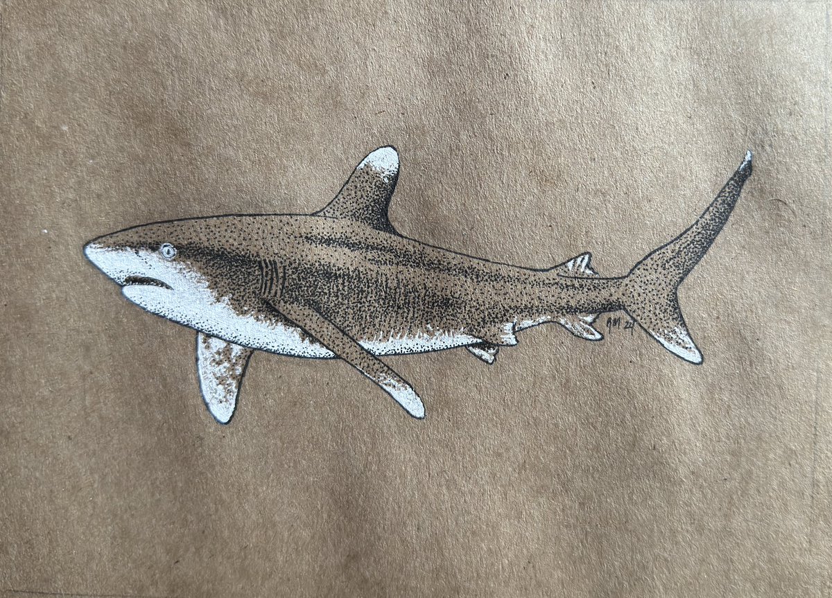 Off-theme oceanic whitetip shark for my #SundayFishSketch today. #sciart