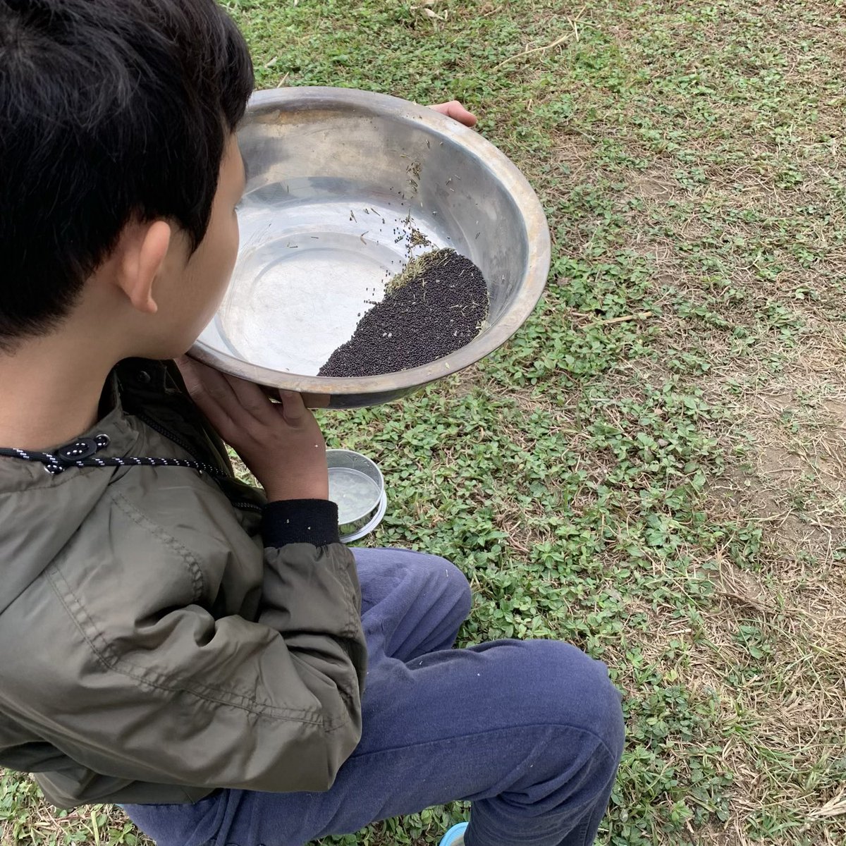 BrightBirdBio's tweet image. 種子和未來

從英國回來後，星期日都定為農場的休息日，因為想多點時間陪伴家人。而今天陰天沒有外出，下午還是到農場去看一下，雖然有很多其他農務要做，但還是趁兒子在田時教他一樣看似容易，但實際卻不簡單的工作，就是清理種子。

brightbirdbio.com/?p=3376