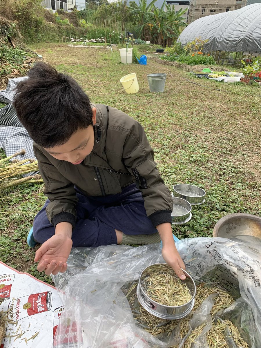 BrightBirdBio's tweet image. 種子和未來

從英國回來後，星期日都定為農場的休息日，因為想多點時間陪伴家人。而今天陰天沒有外出，下午還是到農場去看一下，雖然有很多其他農務要做，但還是趁兒子在田時教他一樣看似容易，但實際卻不簡單的工作，就是清理種子。

brightbirdbio.com/?p=3376