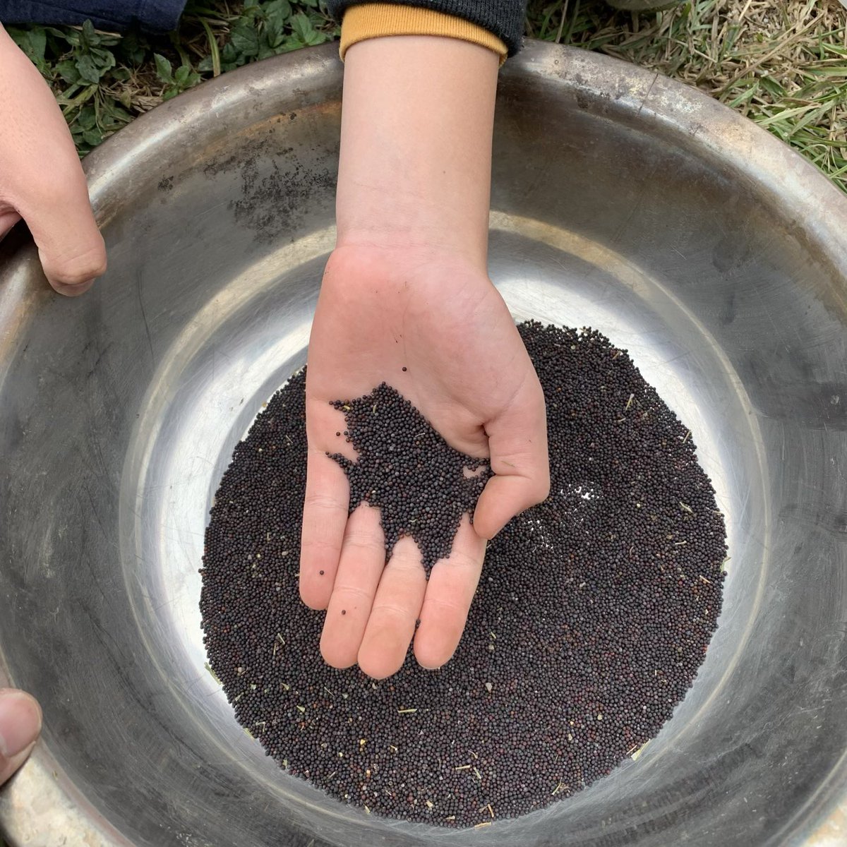 BrightBirdBio's tweet image. 種子和未來

從英國回來後，星期日都定為農場的休息日，因為想多點時間陪伴家人。而今天陰天沒有外出，下午還是到農場去看一下，雖然有很多其他農務要做，但還是趁兒子在田時教他一樣看似容易，但實際卻不簡單的工作，就是清理種子。

brightbirdbio.com/?p=3376