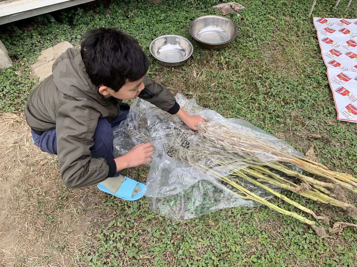 BrightBirdBio's tweet image. 種子和未來

從英國回來後，星期日都定為農場的休息日，因為想多點時間陪伴家人。而今天陰天沒有外出，下午還是到農場去看一下，雖然有很多其他農務要做，但還是趁兒子在田時教他一樣看似容易，但實際卻不簡單的工作，就是清理種子。

brightbirdbio.com/?p=3376