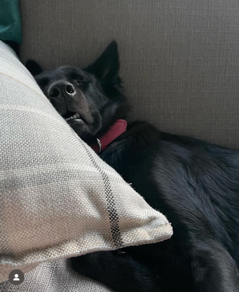 Niall Harbison tweet media