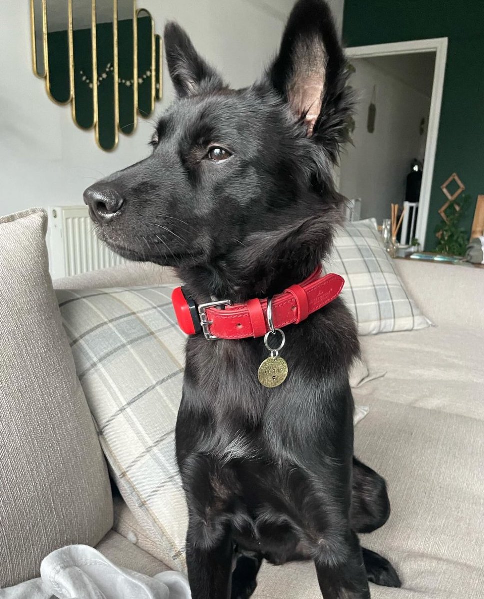 Niall Harbison tweet media