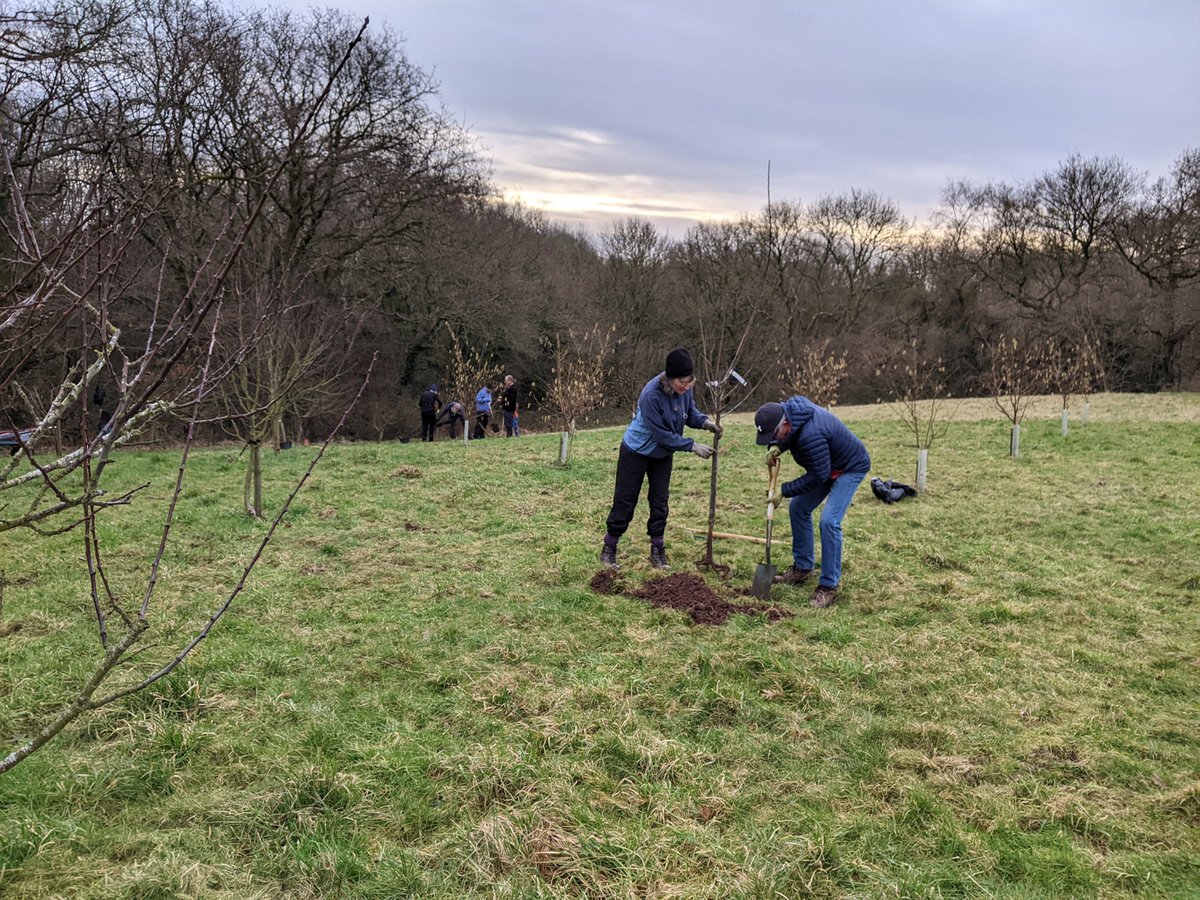 Today, a group of local people planted fruit trees in the Hob Hey Community Orchard to fill in some gaps. We chose traditional species: medlar, quince, black mulberry, and cherry plum. Soon, the trees will be producing fruit for people to enjoy...

#HobHeyWood #Communityorchard